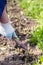 Old man uproots hoe weeds in his garden