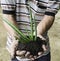 Old man use two hand holding green fresh plant aloe vera tree on black soil prepare for plant. dirty gardener job moving tree in b