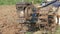 Old man using a small tractor to plow the farm to adjust the soil for planting.