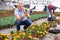 Old man worker sitting down and looking to the pot of marigold flower in greenhouse