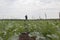 Old man working in small green garden, cultivating onions