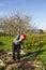 An old man working in a vegetable garden