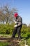 An old man working in a vegetable garden