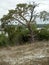 Old mangled pine tree on top of a hill