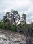 old mangled pine tree on top of a hill