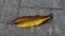 An old mango leaf that fell in the yard