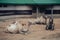 Old mangy camels lying on the sand in an enclosure in the city zoo. Moscow, Russia, July 2020