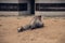Old mangy camels lying on the sand in an enclosure in the city zoo. Moscow, Russia, July 2020