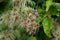 Old mans beard or Clematis vitalba climbing plant with silky hairy appendages surrounded with light green leaves in home garden