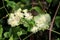 Old mans beard or Clematis vitalba climbing shrub plant with bunch of closed flower buds and open blooming green white flowers