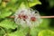 Old mans beard or Clematis vitalba climbing shrub plant with multiple long silky hairy appendages growing on single stem