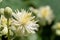 Old mans beard clematis vitalba flowers