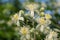 Old mans beard clematis vitalba flowers