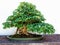 Old maple bonsai tree