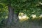 Old maple tree  with backlight.