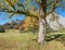 old maple tree with golden leaves in autumnal karwendel landscape