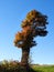 Old Maple tree stands tall in farmers field