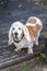 Old mature basset hound cataract eyes outdoor portrait