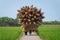 Old men with bicycle are walking for selling wicker craftsman making traditional bamboo fish trap or weave on the green rice field