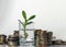 Old metal coins of various shapes, countries and values,, a glass with a green money tree seedling in the foreground