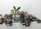 Old metal coins of various shapes, countries and values,, a glass with a green money tree seedling in the foreground