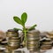 Old metal coins of various shapes, countries and values, green money tree seedling in the foreground, money saving