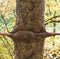 Old metal pole embedded in a tree trunk