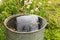 Old metal rain water barrel. watering the garden. Water saving. Water supply for dry summer. Rainwater drainage