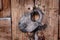 An old metal rusty lock hangs on an old door