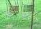 Old metal swing with rusty on green grass background in playground