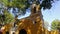 Old Mexican Church surrounded by trees in Coyoacan