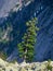 Old mighty cedar tree grow on mossy meadow against the background of mountains. The impressive Siberian nature of the Western