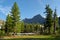 Old mighty cedars grow on mossy meadow against the background of mountains under white clouds in a blue sky. The impressive