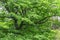 Old mighty oak with first young leaves. sunny spring landscape in park