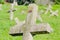 The old military cemetery at TranÅ¾ament, Petrvovaradin