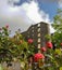 Old mill ruin through the rose bushes