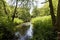 Old Mill Stream winding through a woodland