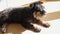 An old miniature schnauzer lies on the yellow floor, basking in the sun. Happy pet is enjoying a sunny day.