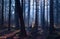 Old misty coniferous forest