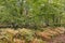 Old mixed tree stand with hazelnut tree and ferns under