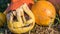 Old moldy carved pumpkin as a symbol for ended Halloween party