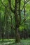 Old monumental Hornbeam Tree(Carpinus betulus)