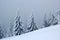 Old monumental spruces in windy, misty winter day