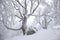 Old monumental tree with many branches on misty winter day