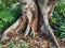 Old Morton Bay Fig Tree, Base of Trunk and Exposed Roots