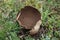 Old mosaic puffball on the mountain meadow, Slovakia