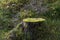 Old moss-grown tree stump