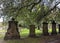 Old mossy and damaged gravestones under the treens