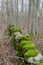 Old mossy dry stone wall in a grey forest