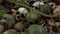 Old mossy green human skulls laying on forest ground, Trunyan Cemetery